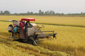 Farmers expect favorable production in the new year