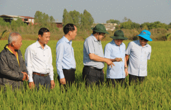 Provincial People's Committee leaders visit rice fields at the beginning of the year