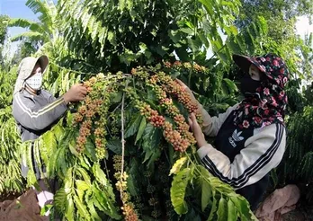 Vietnam’s coffee exports reach nearly 800 million USD in January