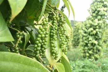 Pepper export value hits nearly 190 million USD in 2 months