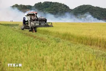 Vietnamese rice attracts Japanese consumers