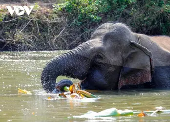 Dak Lak protects animal welfare with elephant-friendly tourism model