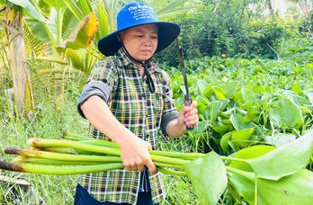 Thoát nghèo nhờ nuôi bò sinh sản