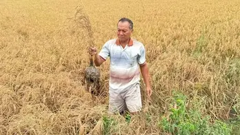 Xác định nguyên nhân lúa chết bất thường cạnh cao tốc Cần Thơ, Cà Mau