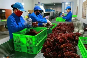 Vietnamese firms embrace green, digital export strategy to meet global standards
