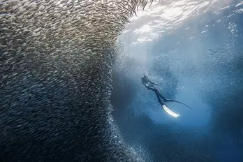Vietnam ranks among top five most popular diving destinations in Asia