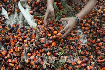 Indonesia seeks new markets for palm oil