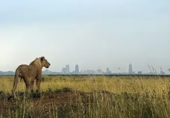 Sư tử xông vào trang trại cướp đi bé gái 14 tuổi ở Kenya