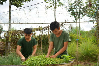 Màu xanh từ những vườn rau tăng gia sản xuất