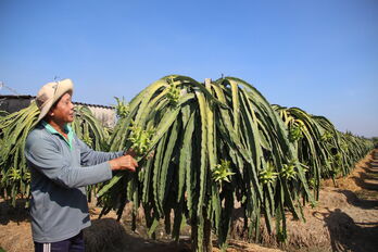 'Cây lành, trái ngọt' sau 50 năm phát triển nông nghiệp