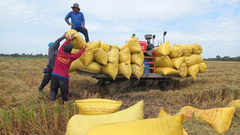 Dong Thap Muoi: From wasteland to large rice granary