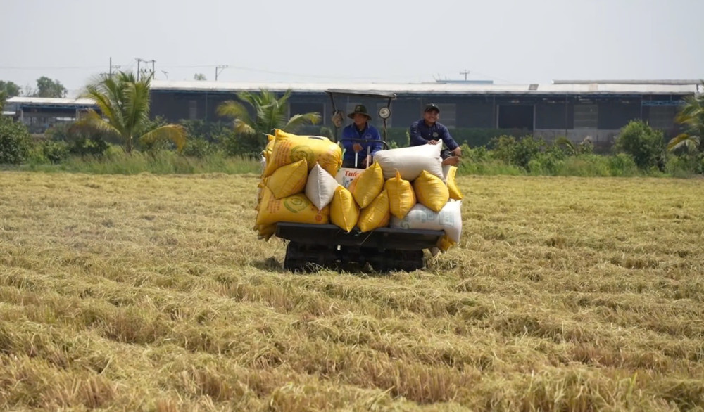 Để ngành hàng lúa gạo phát triển bền vững