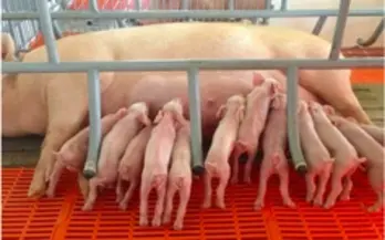 Giá heo hơi hôm nay 05/5: Tiếp tục trầm lắng