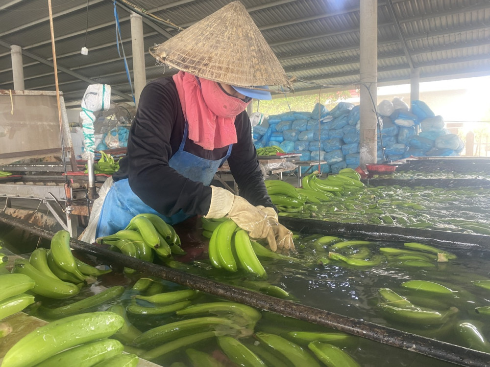 Hướng đi nào cho nông sản an toàn?: Không để nông dân 'một mình, một chợ' (Bài 2)