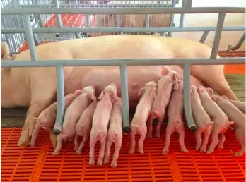 Giá heo hơi hôm nay 07/5: Trong vùng giá 70.000 đồng/kg