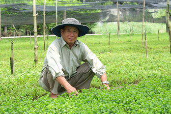 Thu nhập ổn định nhờ trồng rau