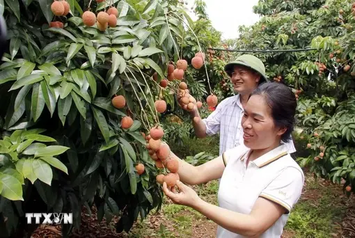 Lychee output expected to rise 30% this year