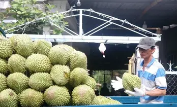 Vietnam takes steps to address drop in durian exports to China