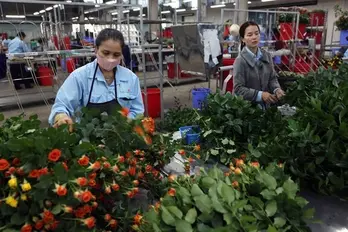 Vietnam's flower export turnover surpasses 100 million USD mark