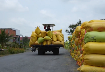 Lúa chất lượng cao chiếm tỷ trọng lớn trong sản lượng