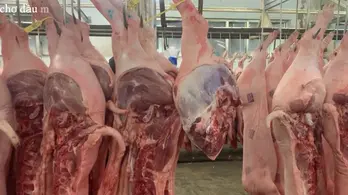 Giá heo hơi hôm nay 14/5: Điều chỉnh tăng nhẹ