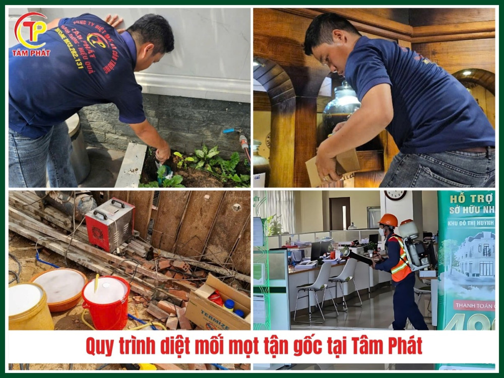 Công ty diệt mối tận gốc tại Long An uy tín - Diệt Mối Tâm Phát