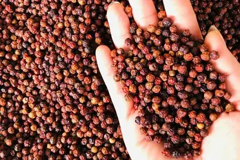 Vietnamese pepper sector advised to strengthen position on global export map