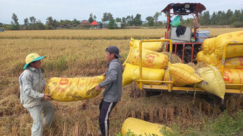 Winter-Spring rice output 2024-2025 reaches nearly 1.65 million tons