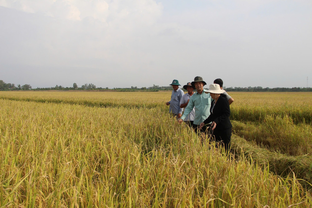 Project of 1 million hectares of high-quality, low-emission rice - Revolution on the fields: Old fields, new mindset