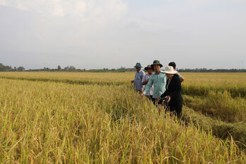Project of 1 million hectares of high-quality, low-emission rice - Revolution on the fields: Old fields, new mindset