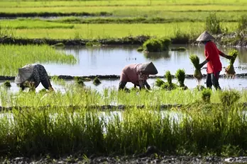Conversion of agricultural land use threatens Indonesia’s food security