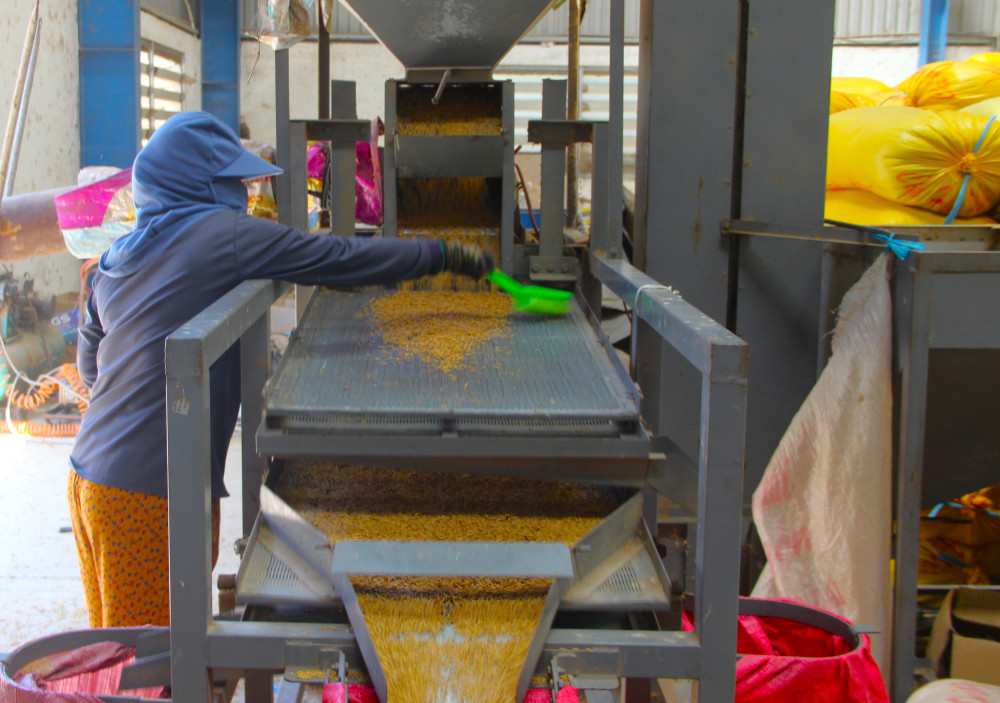 Project of 1 million hectares of high-quality, low-emission rice - Revolution on the fields: For the project to achieve sustainable effectiveness