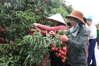Thanh Ha lychee harvest and trade promotion launched in Hai Duong