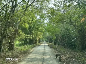 U Minh Thuong National Park reopens for tourists as fire risks ease