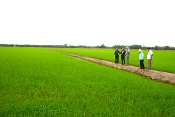 Tập trung chăm sóc lúa Hè Thu 2025