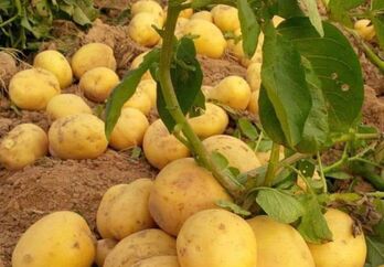 Những loại rau chứa tinh bột có lợi cho sức khỏe