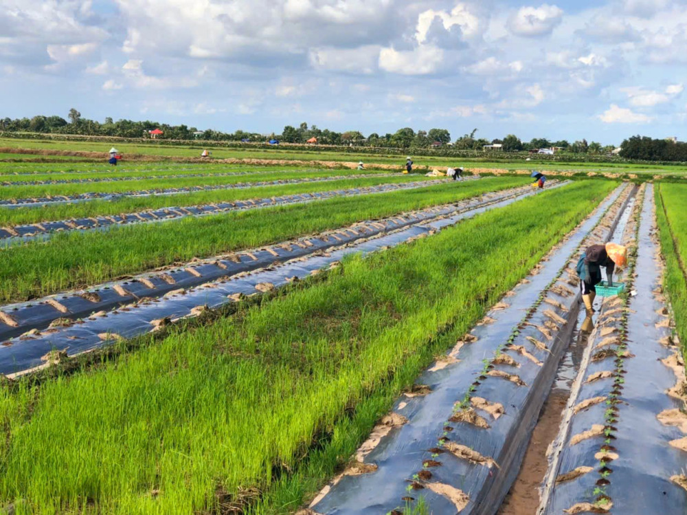 Cuộc sống mới ở Tầm Đuông