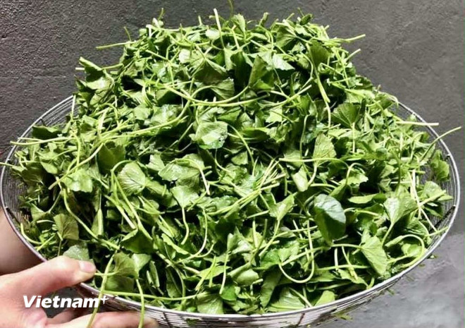 Những loại nước uống giúp giải nhiệt tốt nhất trong ngày Hè