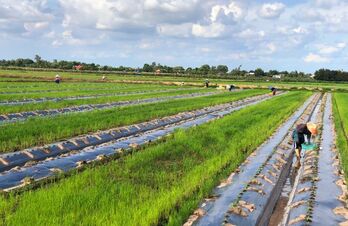 Cuộc sống mới ở Tầm Đuông