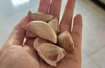 Tỏi cải thiện chức năng thận và nhiều lợi ích khác có thể bạn chưa biết