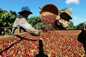 Coffee exports hit record on EU, US demand