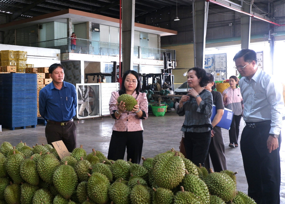 Lối đi nào để ngành hàng sầu riêng phát triển bền vững?: Mở lối cho ngành hàng sầu riêng (Kỳ cuối)