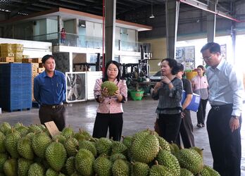 Lối đi nào để ngành hàng sầu riêng phát triển bền vững?: Mở lối cho ngành hàng sầu riêng (Kỳ cuối)