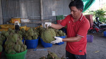 Paving the way for durian industry to develop sustainably (Part 1)