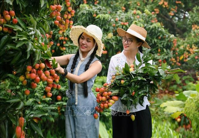Lychee season draws tourists to Bac Giang