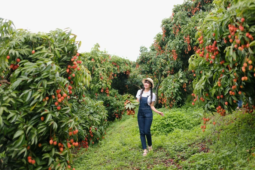 Lychee season draws tourists to Bac Giang