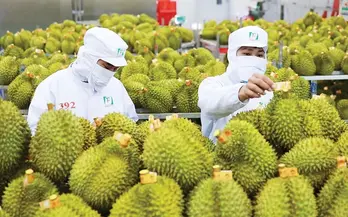 Vietnam steps up quality control of durian exports to retain billion-dollar market