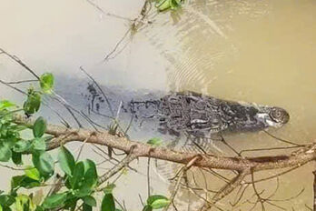 Phát hiện cá sấu nổi trên sông