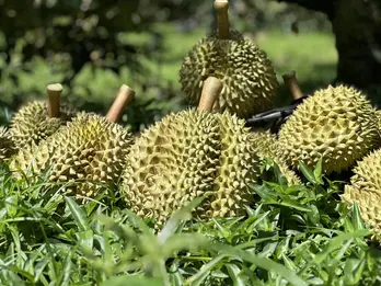 Xuất khẩu sầu riêng lao dốc, thị phần tại Trung Quốc giảm mạnh