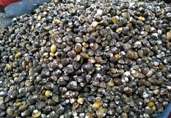 Ngọt lành vị hến sông Hương